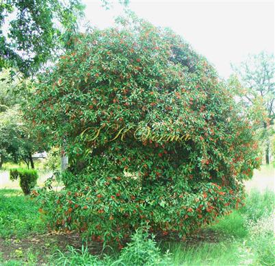  Plant